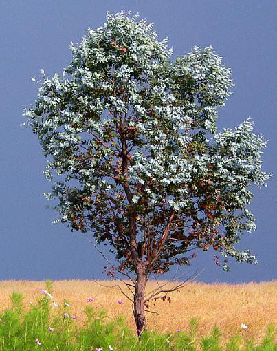 contrasting colors-vertical.jpg