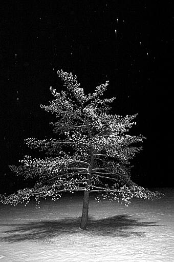 Snow Falling on SomeKindOfTree-snowtree.jpg