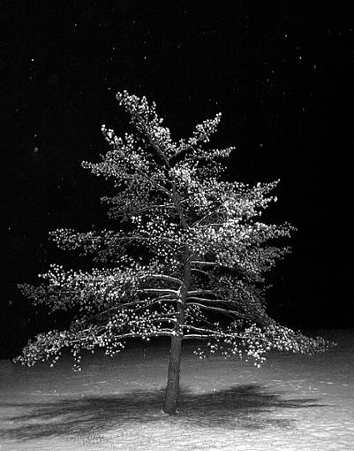 Snow Falling on SomeKindOfTree-snowtree2.jpg