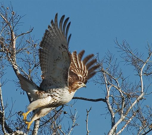 Hawk Taking Flight-hawk-taking-flight_640.jpg