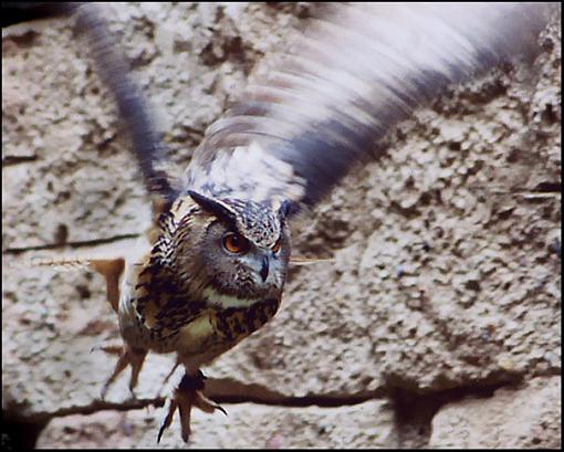 Owl in Flight - Does it Work?-owlflightsm.jpg