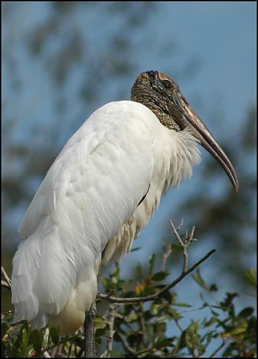 The Delivery Man-wood_stork_18.jpg