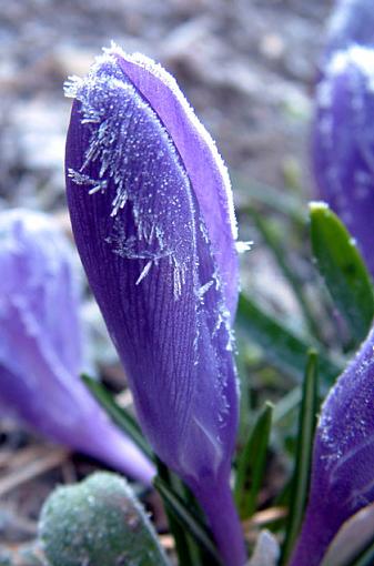 Reluctant Bloom-frosty-morning-bloom.jpg