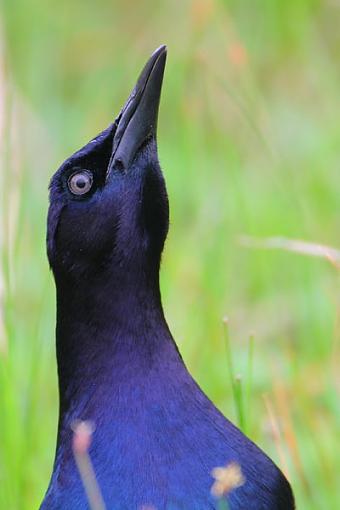 -gracklepointing.jpg