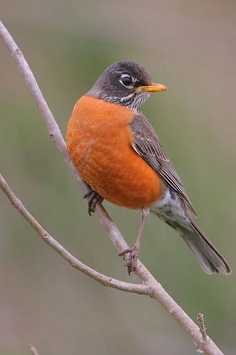 American-americanrobin.jpg