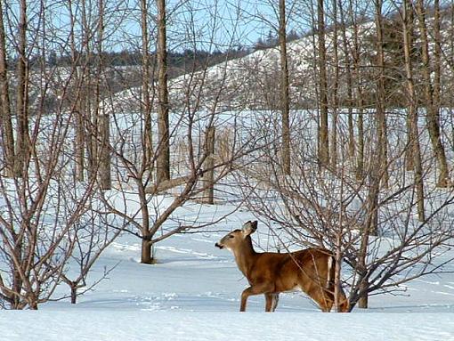 Deer picture.-dscf0009a.jpg