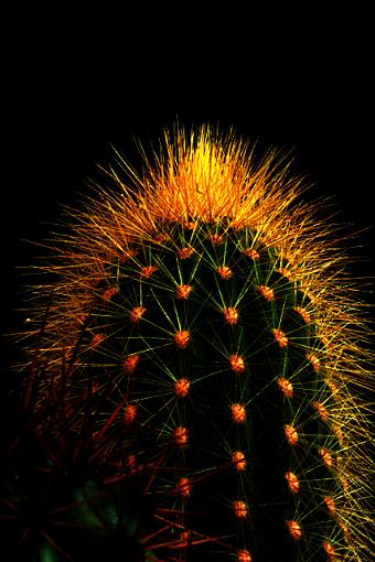 Cactus On Fire-3571-cactus-fire.jpg