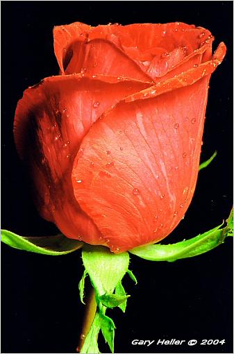 A single Rose . .-flowers0304-2002xweb.jpg