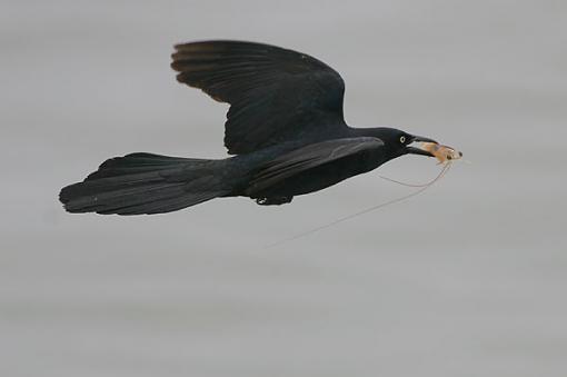 Shrimp platter-gracklewshrimp.jpg