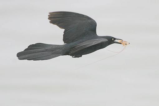 Shrimp platter-gracklewshrimp_temp.jpg