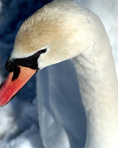 Wild Headshot-duck-headshot-640.jpg