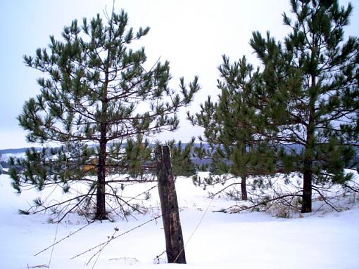 old fence in the snow-wire-trees.jpg