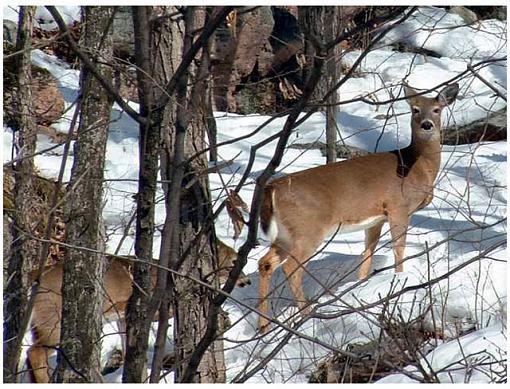 Deer picture.-dscf0004rcf.jpg