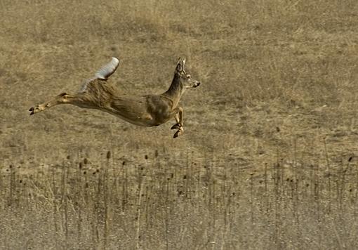 Oh Deer!-_dsc29802.jpg