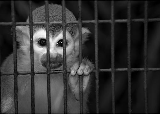 Plight of the Squirrel Monkey-monkeysquirrel0804-260902xw.jpg