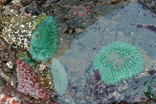 Oregon Winter 2005-dsc_3401seaanemoneruleofthirdssmall.jpg