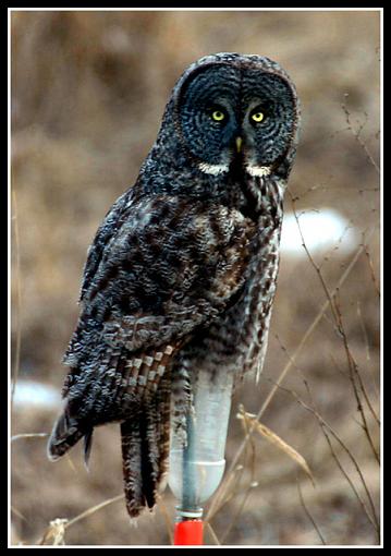 Now what are you looking at?-3647-owl.jpg