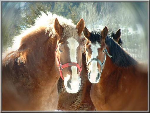 A pair of Horses.....-dscf0021cbf.jpg