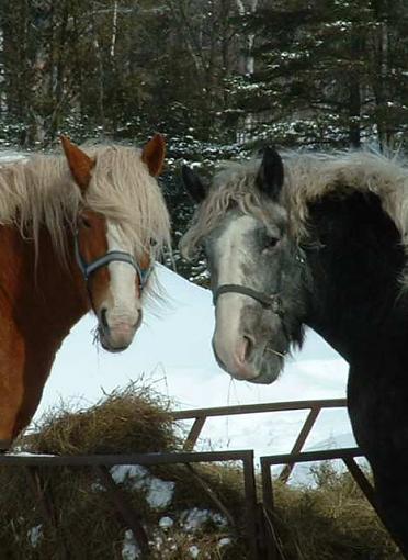 A pair of Horses.....-dscf0008nb.jpg