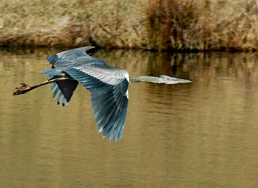 Great Blue-2nd-adjust-crop640.jpg