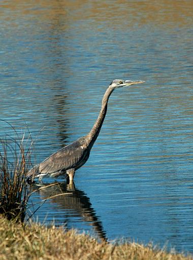 Great Blue-dsc_5894-2nd-adj-640.jpg