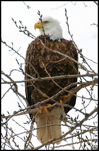 Bird Nerd Wanna Be-3772-eagle.jpg