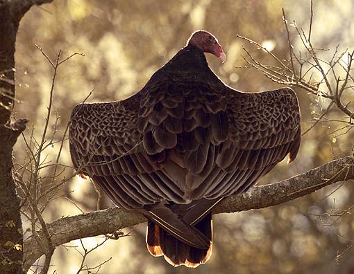 Sunbathing Vulture-turkey-vulture.jpg