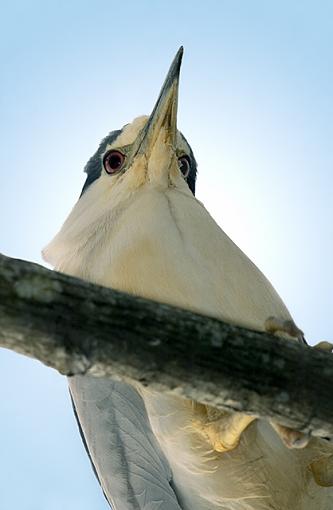 The View From Below-black-crowned-night-heron_.jpg