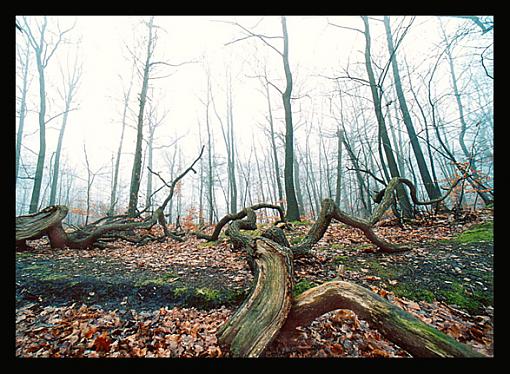 3 people, 1 nature-woods-critique.jpg