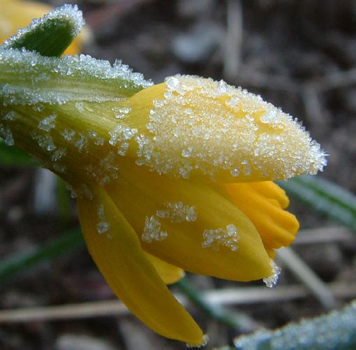 Yellow Ice-yellow-ice.jpg