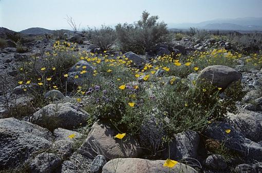 Desert Flowers-borregoflowers1_1.jpg