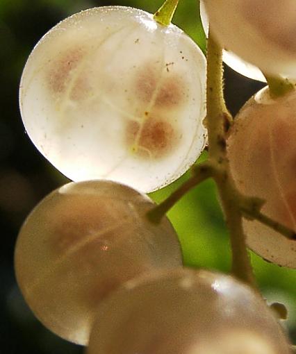 strange fruit-c07120040.jpg