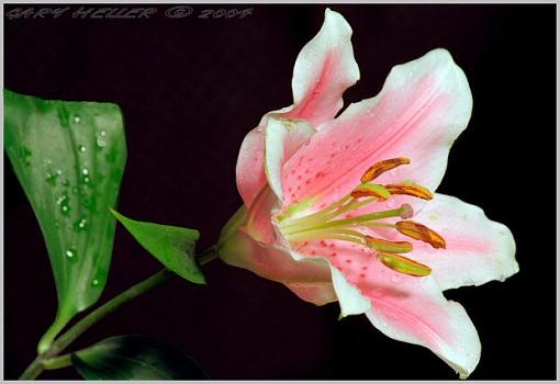 A Single Tulip . .-flowers0304-1503xweb.jpg