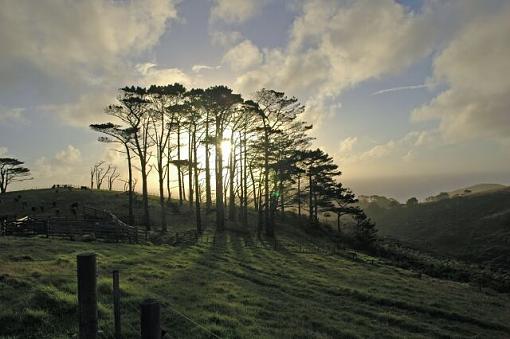 Sun behind trees-trees.jpg