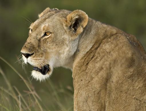 African Lioness-lioness-dusk.jpg