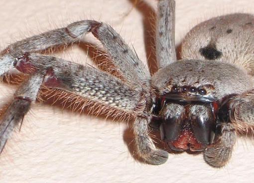 macro spider-spider-crop-1.jpg