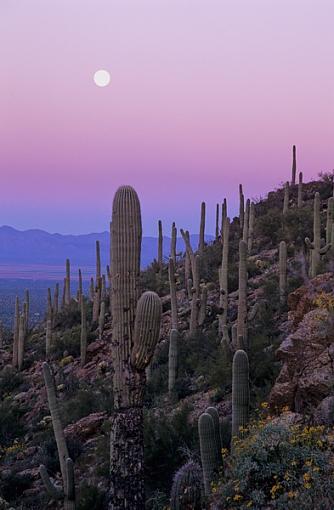 Early morning cacti-cacti7_dee.jpg