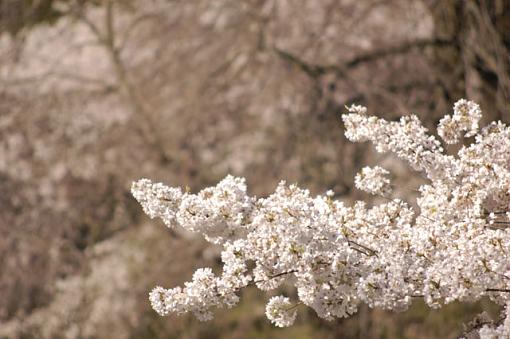 trees, flowers...etc-dsc_3278.jpg