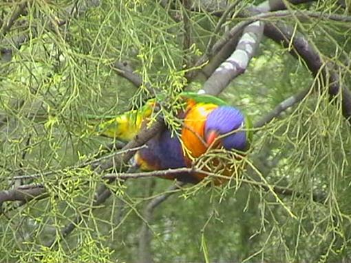 Hawk and birds-rainbow-lorikeet.jpg