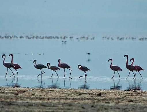 Lots of Africa pics-flamingos-lake-nakuru.jpg