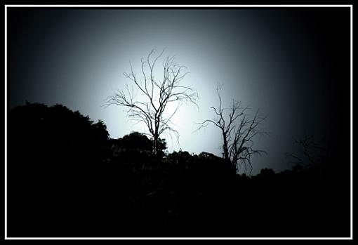 trees and bands.-dsc_0098.jpg