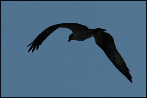 Accident-osprey_silhouette.jpg