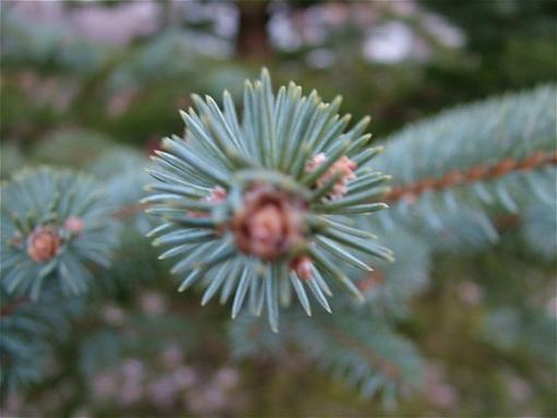 Some Misc. Pics-pine-macro-6x8.jpg