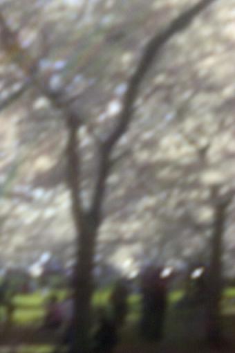 pinhole: walking among the cherry blossoms-cherry_blossoms.jpg