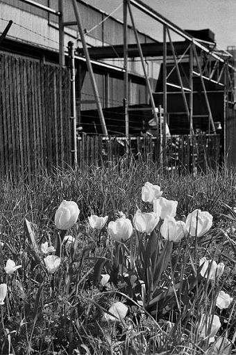 Industrial Tulips-09industrialtulip.jpg