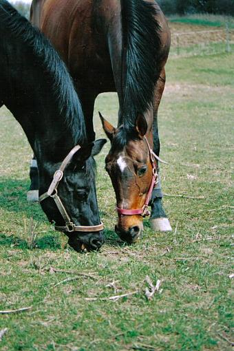 Paddock buddies... crop suggestions?-shadowjayoriginal.jpg