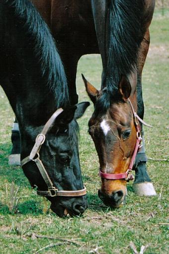 Paddock buddies... crop suggestions?-shadowjay1.jpg