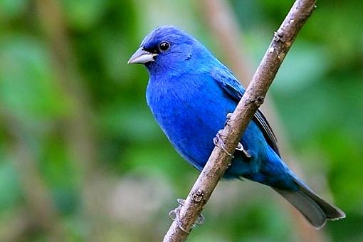 Indigo-indigobunting.jpg