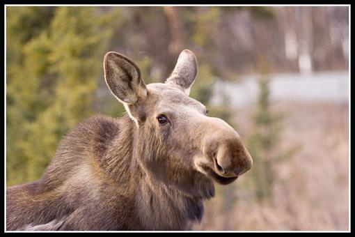 animal portrait :)-img24_.jpg