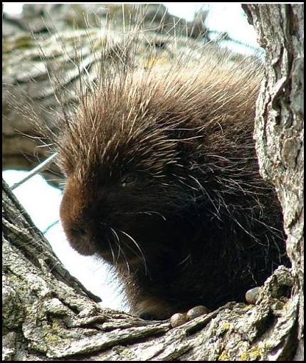 Porcupine-herisson.jpg